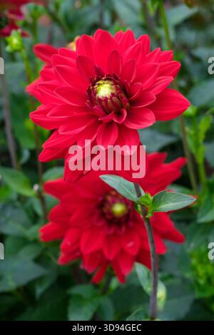 Dahlia All Directions, decorative dahlia, large deep red blooms in late summer Stock Photo