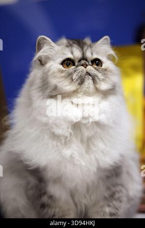Majestic Fluffy Persian Cat Portrait Stock Photo