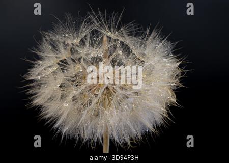 Macro dandelion seed head with water droplets on delicate filaments, bright reflections contrasting with dark background Stock Photo