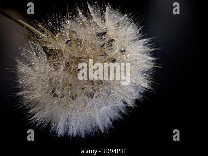 Macro dandelion seed head with water droplets on delicate filaments, bright reflections contrasting with dark background Stock Photo