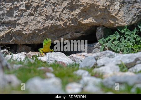 A bright green and yellow lizard peeking its head out from under a rocky crevice. Lacerta trilineata. Stock Photo