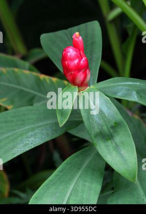 Red Button Ginger, Spiral Ginger or Indian Head Ginger, Costus Woodsonii, Costaceae. Central and South America. Red Button Ginger (Costus woodsonii), Stock Photo
