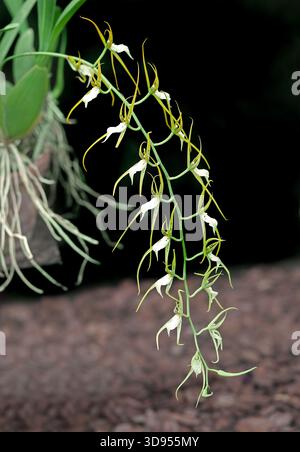 Jipijapa Orchid, Jipijapa Spider Orchid or just Spider Orchid, Brassia jipijapensis, Orchidaceae. Ecuador, South America. Stock Photo
