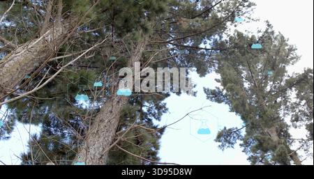 Showing pine trunk rising in park, with conifer branches, needles and teal hex flask icons Stock Photo