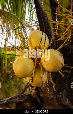 A cluster of ripe yellow coconuts hangs from thick stems on a tropical palm tree, surrounded by green fronds Stock Photo