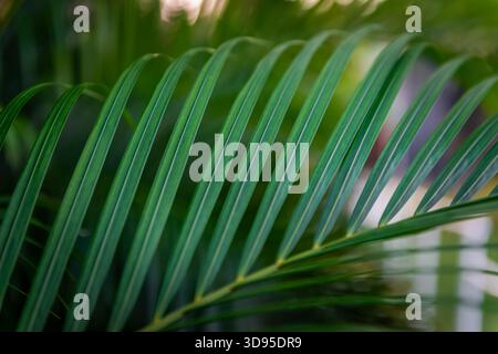 Close-up of vibrant green palm frond with glossy leaflets, detailed veins, natural symmetry, blurred foliage background enhancing focus Stock Photo