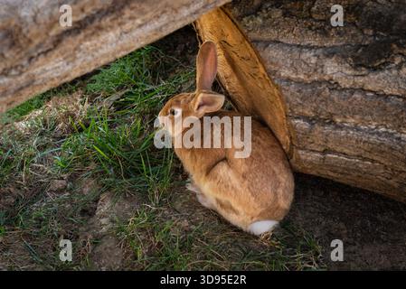 Brown rabbit nestled beside hollow log, resting quietly on shaded patch of grass and dirt in natural setting Stock Photo