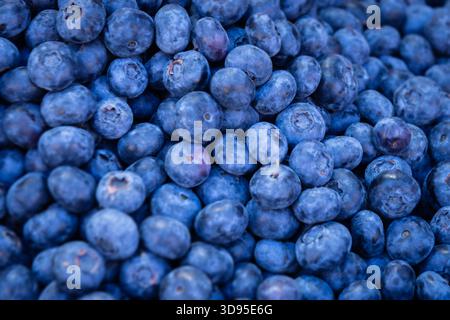 Close-up of densely packed ripe blueberries showcasing deep blue hues, frosted surfaces, and subtle natural imperfections Stock Photo