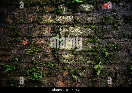 The silent battle between concrete and chlorophyll. Nature always wins in the end. Stock Photo