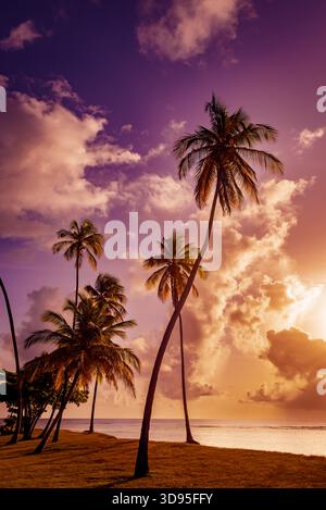 Silhouetted palm trees stand tall against a vivid tropical sky, glowing with purple, orange, and pink sunset hues Stock Photo