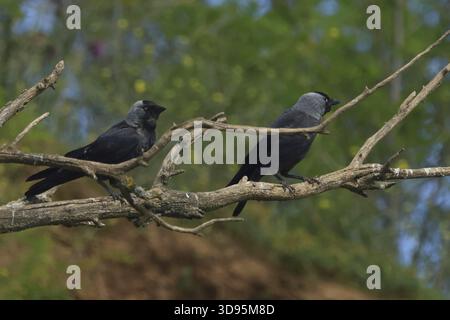 Jackdaw, Corvus monedula, two jackdaws sitting on a branch, Lake Neusiedl, Austria Stock Photo