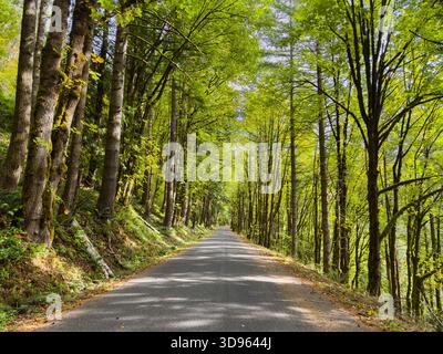 Narrow country road passing through canopy of green deciduous trees Stock Photo