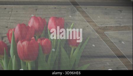 Displaying red tulip cluster with green stems resting on worn wood planks, faint grid overlay Stock Photo