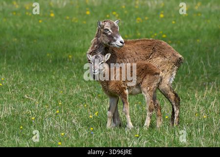 Ewe with lamb of European Mouflon (Ovis gmelini musimon) standing in a meadow Stock Photo