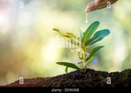 Environment, save clean planet, ecology concept. World Earth Day. Young green plant growing at sunlight. Seedling are growing in soil with water drops Stock Photo