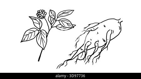 Ginseng twigs and root, black and white sketch. Vector illustration. Set of kitchen herbs, isolated on white background. For menus, recipes, for print Stock Vector