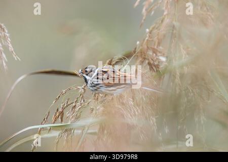 Reed Bunting; Emberiza schoeniclus; UK Stock Photo