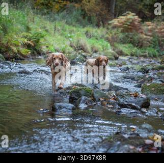 Two Cocker Spaniels running through a shallow stream in woodland. Action dog photography. Stock Photo