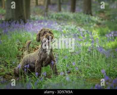 Cocker Spaniel standing amongst bluebells in spring woodland. Stock Photo