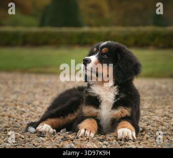 Bernese Mountain Dog puppy sitting on grass and looking to the side. Outdoor dog portrait. Stock Photo