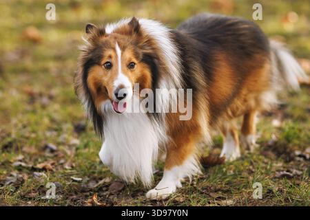 A Shetland Sheepdog walks across a grassy field with a friendly expression. Its long fur stands out in the soft natural light. Stock Photo