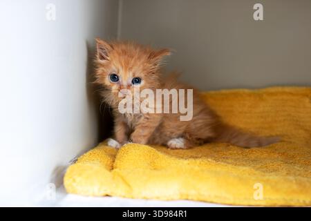 ginger kitten on yellow towel timidly curled in shelter corner, damp fur, wide blue eyes, soft lighting, quiet Stock Photo