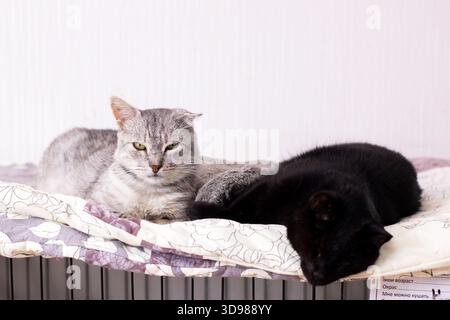 two cats lounging on quilt, grey tabby alert while black cat naps, soft patterned blanket and gentle daylight, Stock Photo