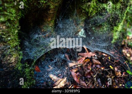 Delicate dew kissed spider web shimmer against the mossy of tree trunk with fallen leaves in mystery wilderness Stock Photo