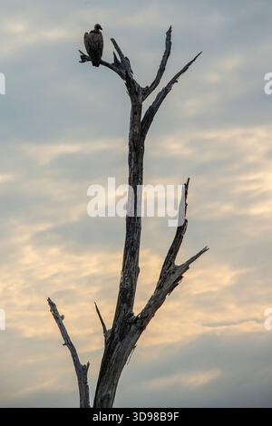 A lone white-backed vulture on a dead tree, against a cloudy sky. Stock Photo