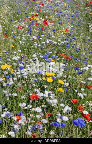 Field with red, yellow, blue and white flowers in the wild Stock Photo