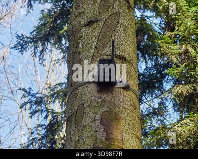 Wildlife Trail Camera Attached to a Tree Trunk in the Forest Stock Photo