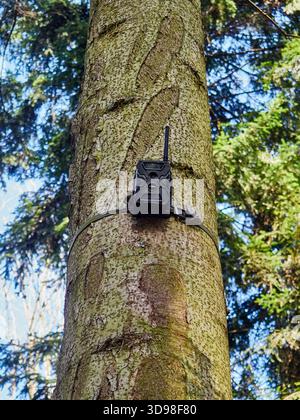 Wildlife Trail Camera Attached to a Tree Trunk in the Forest Stock Photo
