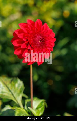 Carstone Ruby dalia, England, UK Stock Photo