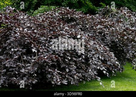 Dark Weeping beech Fagus sylvatica "Purpurea Nana" low pendulous cultivar in a garden Stock Photo
