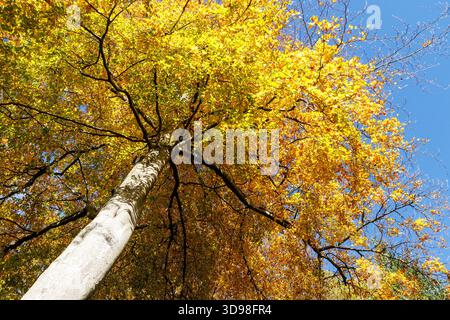 Beech tree leaves in autumn, Woodland, St Mary's Vale, Sugar Loaf, Abergavenny, Wales, UK Stock Photo