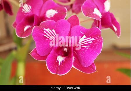Magenta Muse with Frosted Whispers, closeup of stunning orchid with 3D white streaks on magenta petals Stock Photo