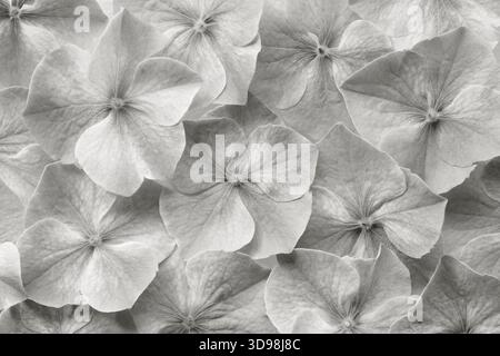 hydrangea flower background texture. fresh and perfect flowers and petals color of 2026 year cloud white Stock Photo