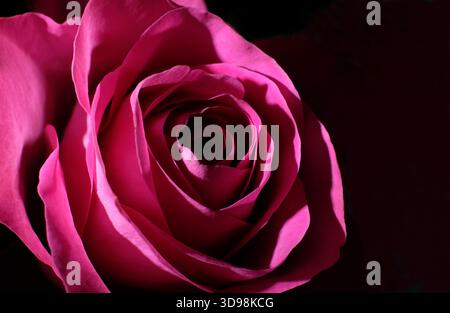 close up of pink rose petals on dark background Stock Photo