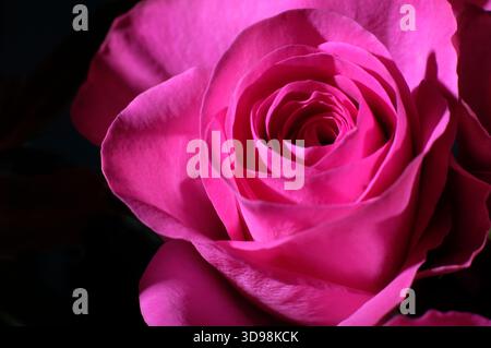 close up of pink rose petals on dark background Stock Photo