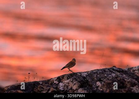 Wheatear perched on a rock with the light from the setting sun reflecting off the water behind it. Stock Photo