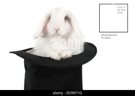 Little rabbit at black hat isolated on a white background. Trendy Cloud Dancer color of 2026 Stock Photo