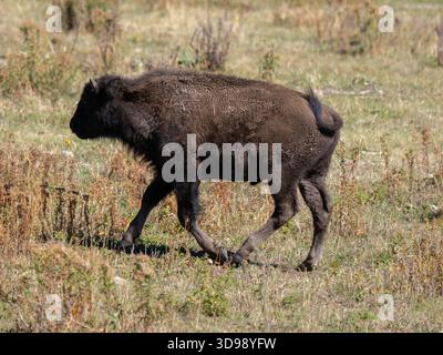 A young American bison walking briskly across the dry steppe landscape of Yellowstone National Park on a sunny day. Stock Photo