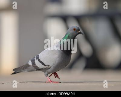 A domestic pigeon walks along a street in Cres Croatia with shallow depth of field creating a soft natural atmosphere. Cres Croatia Stock Photo