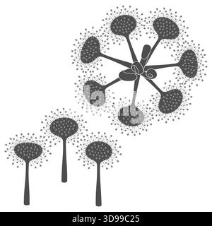 Set of black and white illustrations drosera, sundew plants. Isolated vector objects on white. Stock Vector