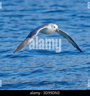 Northern Fulmar in flight Stock Photo