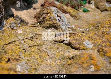 A  lizard lies in ambush on the stones. Stock Photo