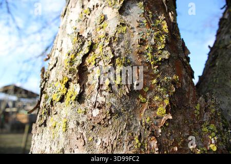 A close-up view of rough tree bark shows patches of lichen and moss. The background reveals a rural area with buildings under a clear sky during dayti Stock Photo