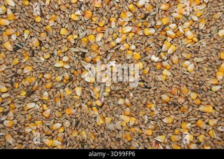 A close view of different types of grains and seeds on a flat surface. The mix includes yellow corn and brown seeds. This arrangement shows the divers Stock Photo