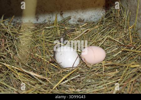 Two eggs, one white and one brown, are resting in a nest of dry hay inside a small farm enclosure. This scene shows typical farm life and animal behav Stock Photo