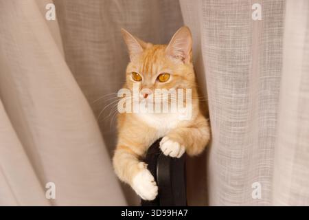 Adorable orange cat sitting behind a chair, looking through beige translucent curtains. Focus on the cat's intense yellow eyes and white paws. Stock Photo